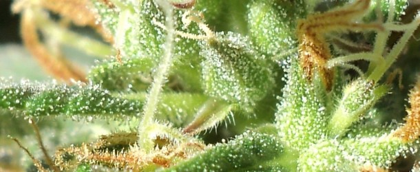 Cannabinoides y Terpenos: El futuro del conocedor de Cannabis.